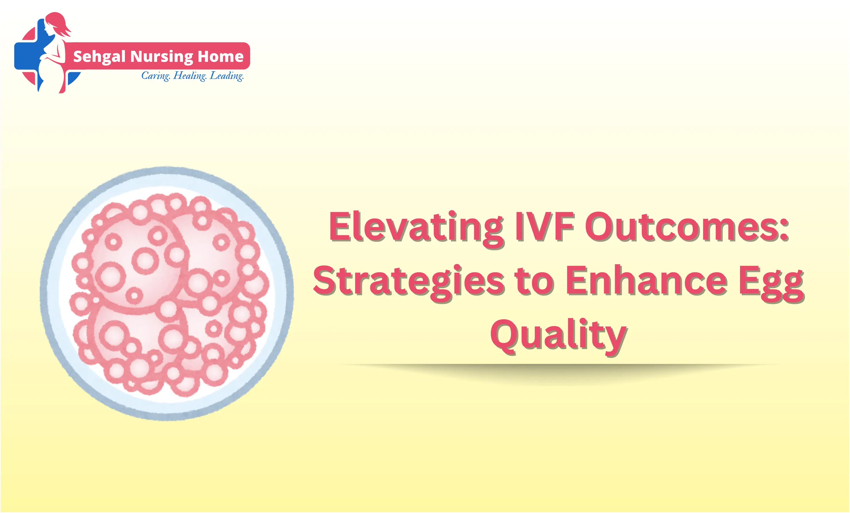 Elevating IVF Outcomes: Strategies to Enhance Egg Quality
