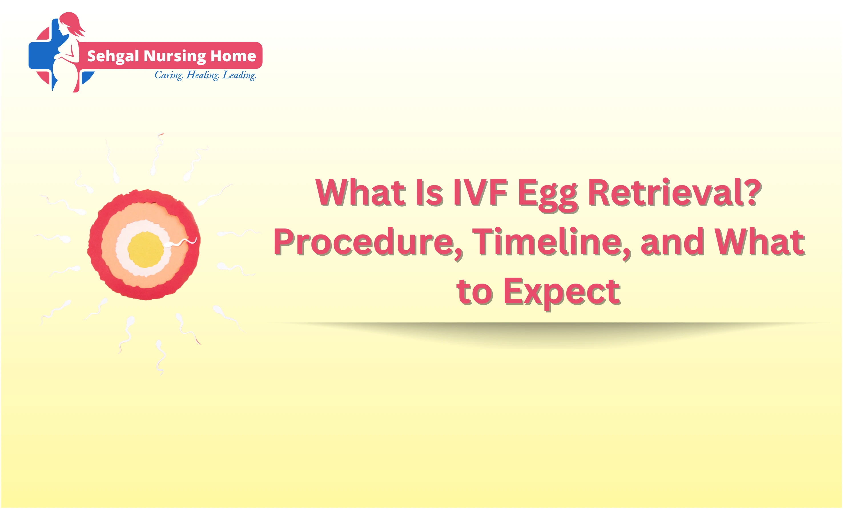IVF Egg Retrieval: Procedure & Timeline Guide