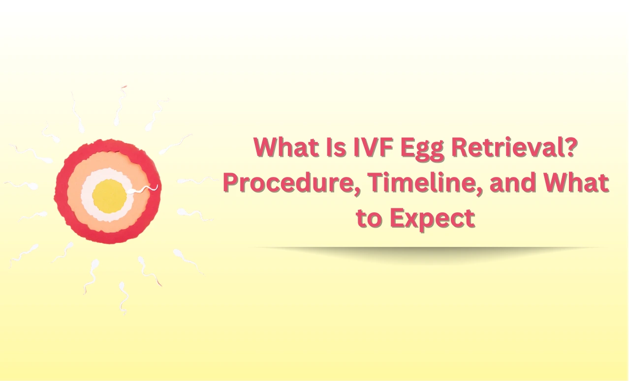 IVF Egg Retrieval: Procedure & Timeline Guide